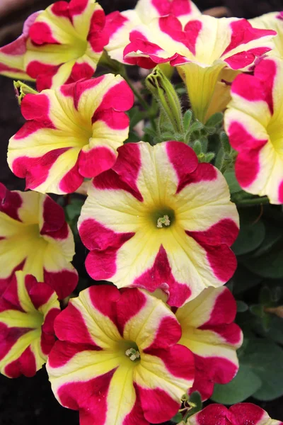 Mooie Ongewone Roze Geel Gestreepte Petunia Bloemen Groeien Buiten Zomer — Stockfoto