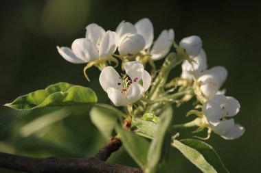 Baharda armut ağacının güneşli beyaz çiçeği. (Pyrus sp.)