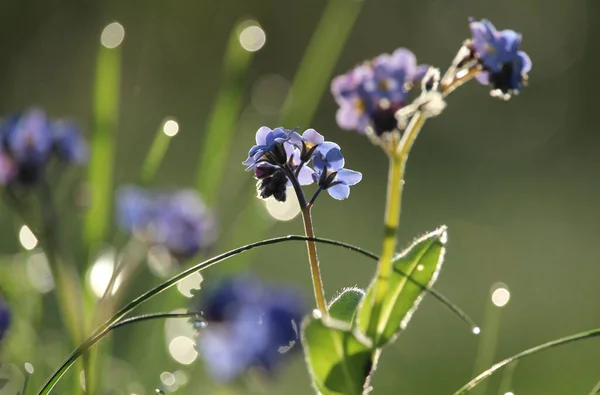 Lindas Flores Myosotis Forget Retroiluminadas Uma Manhã Primavera Cedo Amanhecer — Fotografia de Stock