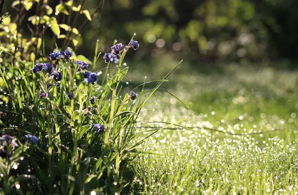 Bela Manhã Cedo Prado Flor Selvagem Iluminado Pelo Sol Primavera — Fotografia de Stock