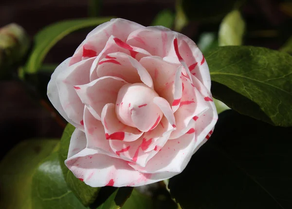 Hermosa Flor Arbusto Camelia Rayado Blanco Rosa Suavemente Iluminado Por —  Fotos de Stock