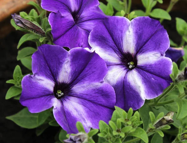 Warna Terang Ungu Dan Putih Bergaris Garis Bunga Petunia Tumbuh — Stok Foto