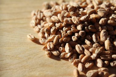 Close up of malted wheat grains on a wooden table, selective focus, with copyspace. Beer brewing ingredient.