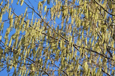 The bright yellow male catkins of the Hazel Tree (Corylus avellana), against a background of blue sky.