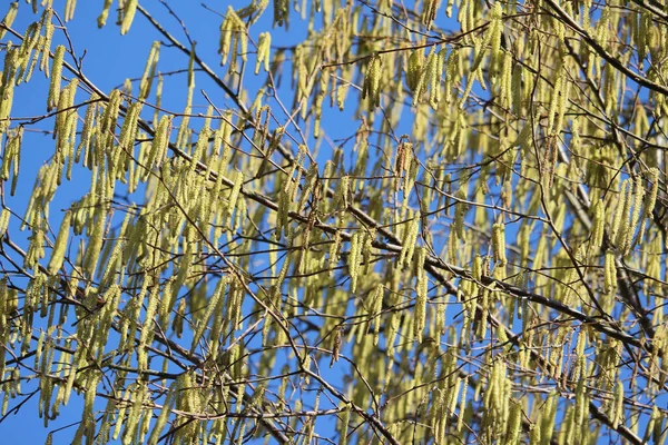 Ярко Жёлтые Самцы Кэткинса Хэйзельского Дерева Corylus Avellana Фоне Голубого — стоковое фото