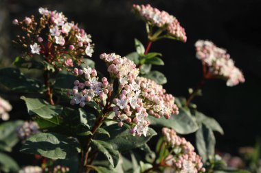 The beautiful early spring flowering shrub, Viburnum tinus also known as Laurestine, lit by a low winter sun.