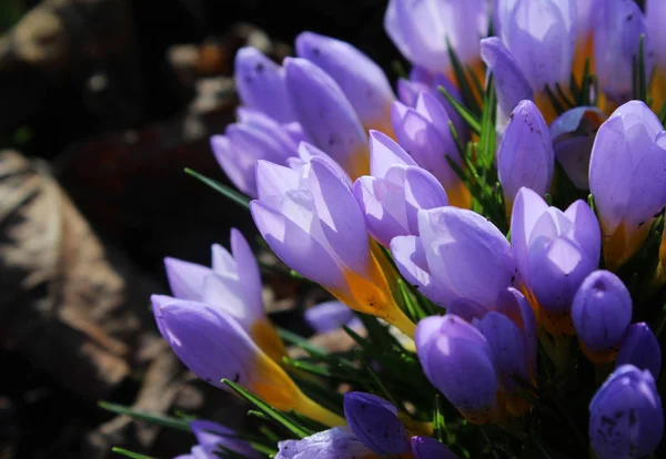 Grupo Belas Flores Croco Roxo Pálido Retroiluminado Pelo Sol Primavera — Fotografia de Stock
