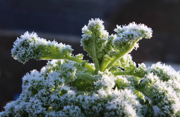 Mrożona Głowa Kale Roślina Oświetlona Rannym Słońcem Zima Ogrodzie Warzywnym — Zdjęcie stockowe