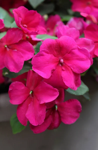 Flores Cor Rosa Vibrantes Popular Fábrica Roupa Cama Verão Impatiens — Fotografia de Stock