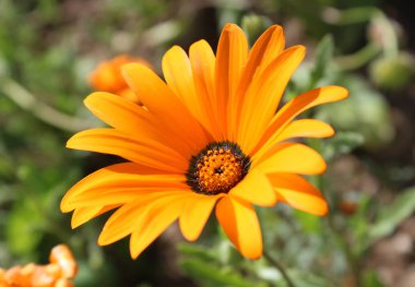 Afrika ya da Pelerin papatyası olarak da bilinen Osteospermum 'un canlı turuncu çiçeği. Dışarıda büyüyen ve açan