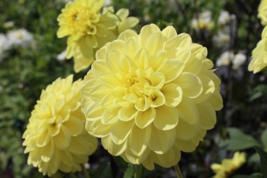 Popüler bahçenin parlak, kremsi sarı çiçeği Dahlia, bahçede yetişiyor..