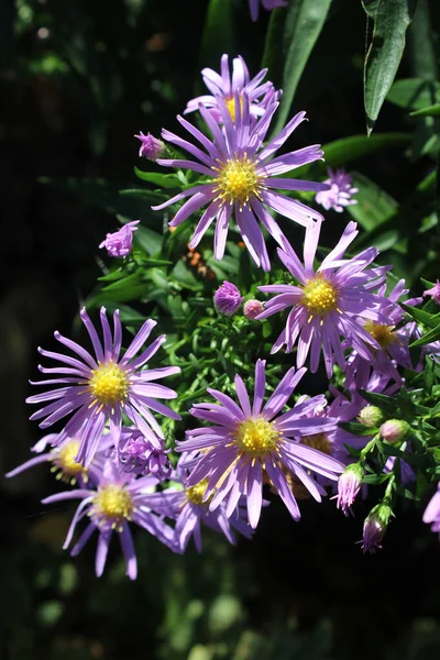 Die Lieblichen Lila Blüten Von Symphyotrichum Novi Belgii Auch Bekannt — Stockfoto