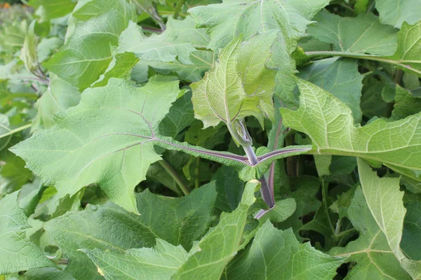 忘れられた野菜の緑豊かな緑の葉 ヤコン Smallanthus Sonchifolius アンデスで伝統的に栽培されている多年生のデイジーの種は さわやかな甘い味 塊茎の根のために — ストック写真
