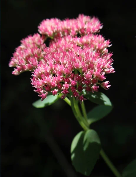 Les Belles Fleurs Roses Automne Sedum Spectabile Hylotelephium Spectabile Également — Photo