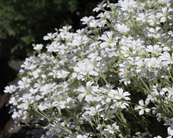 Bright White Summer Flowers Cerastium Tomentosum Also Known Snow Summer — Stock Photo, Image