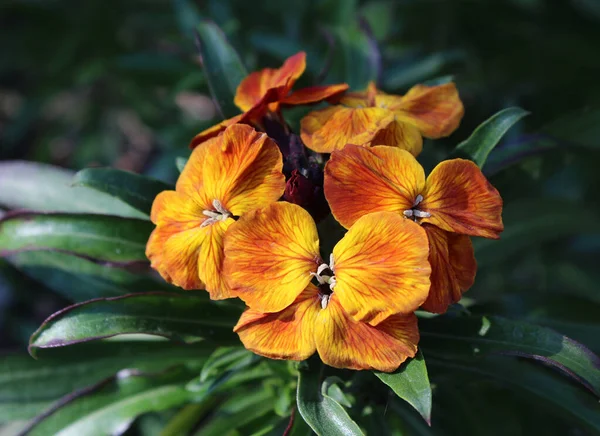 Färgglada Vårblommor Erysimum Cheiri Cheiranthus Även Känd Som Wallflower Populär — Stockfoto