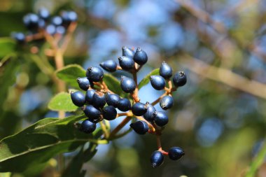 The decorative blue black berries of Viburnum tinus 'Eve Price'. A small evergreen winter flowering shrub, in close up with copyspace to right. clipart