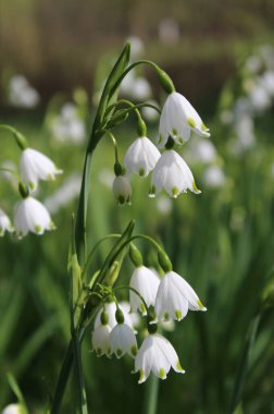 Leucojum aestivum 'un güzel beyaz çiçekleri aynı zamanda Summer Snow Flake ya da Loddon Lily olarak da bilinir..