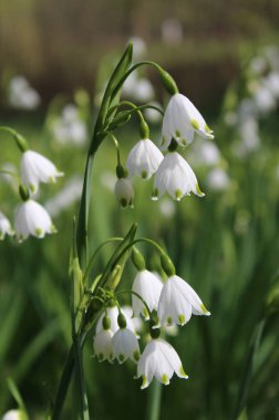 The beautiful white flowers of Leucojum aestivum also known as Summer snowflake or Loddon Lily, growing outdoors in a natural setting. clipart
