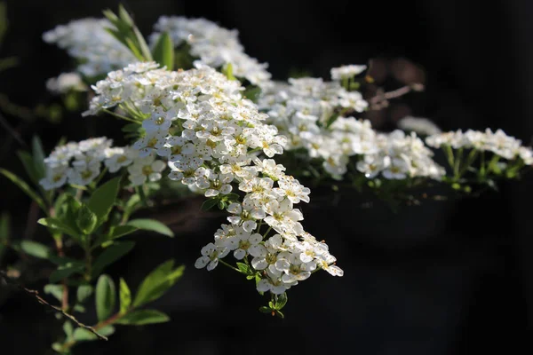 Прекрасные Весенние Цветки Сада Белого Цвета Окутывают Spiraea Arha Венок — стоковое фото