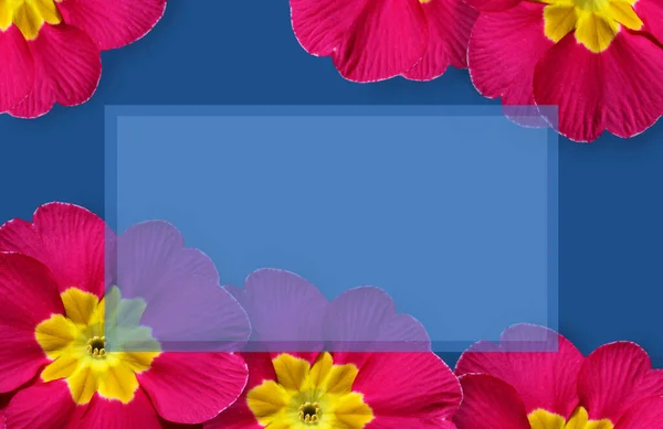 Яскрава Весняна Рамка Квітами Яскраво Виражена Рожева Примула Класичному Синьому — стокове фото