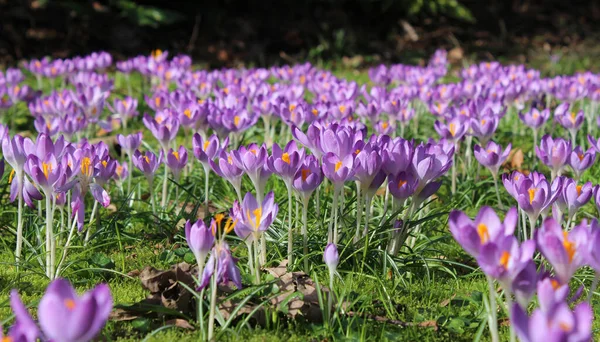 Campo Lleno Cocodrilo Púrpura Brillante Floreciendo Primavera Enfoque Selectivo — Foto de Stock