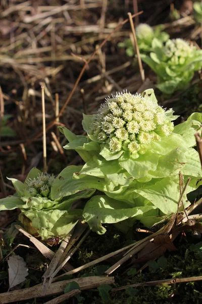 Flores Emergentes Incomuns Petasites Japonicus Também Conhecidas Como Fuki Ruibarbo — Fotografia de Stock