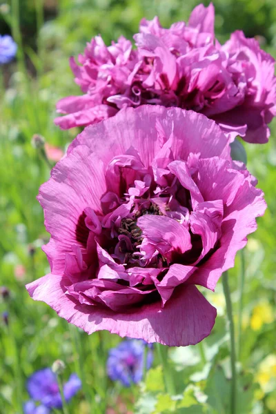 Den Vackra Dubbla Blommor Jätte Lila Vallmo Även Känd Som — Stockfoto