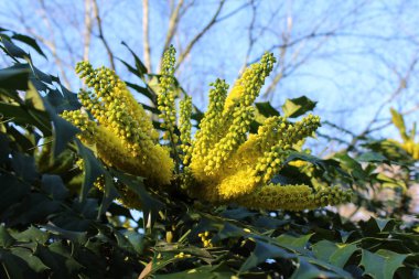 Kış çiçekli çalıların güzel sarı çiçekleri, Mahonia bealei Beales Barberry olarak da bilinir. Kapalı alanda..