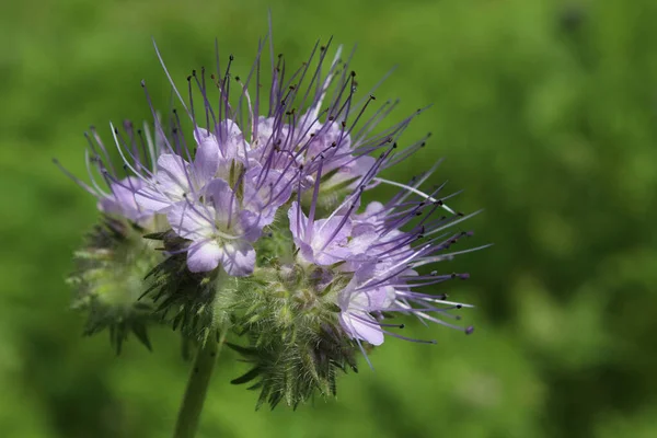 タナセリア タナセリアのかなり紫色の野生の花は タンジー またはレイシー ファセリアとも呼ばれます 近いうちに — ストック写真