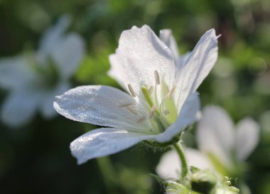 Kanlı Cranesbill olarak da bilinen Geranium sanguineum albümünün beyaz çiçeğinin sabah çiği. Doğal bir doğa ortamında yakın çekim..