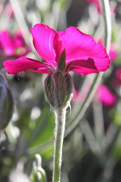 실레네 코로나 리아의 분홍빛꽃은 캠피온 더스티 도알려져 있으며 배경을 이루고 — 스톡 사진