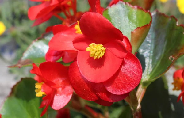 Flor Roja Brillante Planta Ropa Cama Del Verano Begonia Semperflorens — Foto de Stock