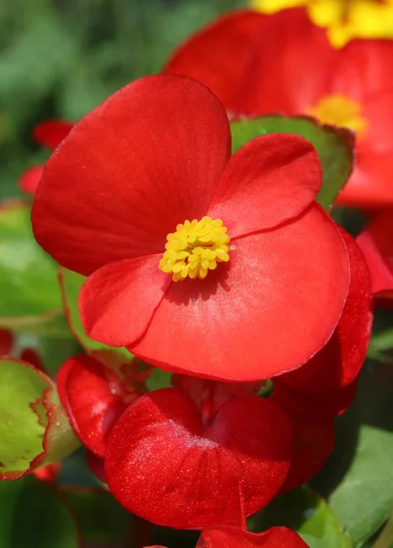 Flor Vermelha Brilhante Planta Cama Verão Begonia Semperflorens Também Conhecida — Fotografia de Stock