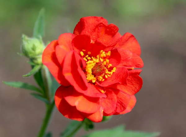 Brillante Flor Doble Roja Geum Chiloense Mrs Bradshaw Una Planta —  Fotos de Stock