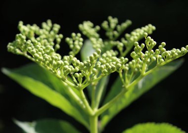 Sambucus Nigra 'nın (Elderberry) açılmamış çiçek tomurcukları. Güneş ışığı, karanlık bir arkaplana yakın çekim.