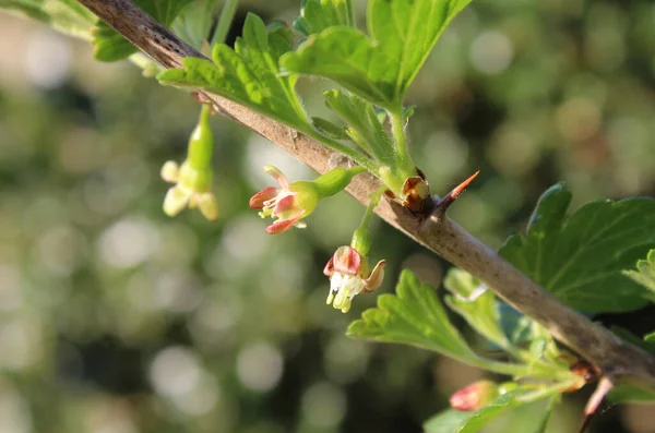 Close Imagem Das Pequenas Flores Cor Rosa Groselha Espinhosa Ribes — Fotografia de Stock