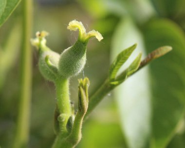 İlkbaharda bir ceviz ağacında (Juglans regia) olgunlaşmamış yeni bir ceviz meyvesi gelişir. Doğal yeşil bir geçmişi olan açık havada yetişiyor..