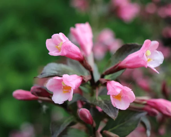 Roxo Escuro Leaved Weigela Atropurpurea Nana Que Produz Flores Rosa — Fotografia de Stock