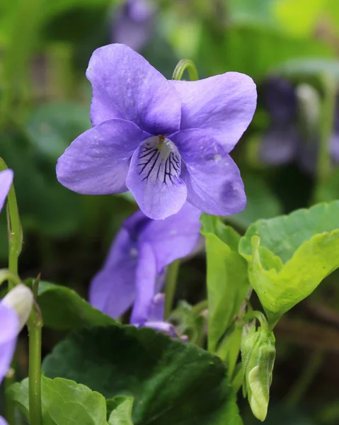 Lindas Flores Viola Sororia Também Conhecida Como Violeta Azul Comum — Fotografia de Stock
