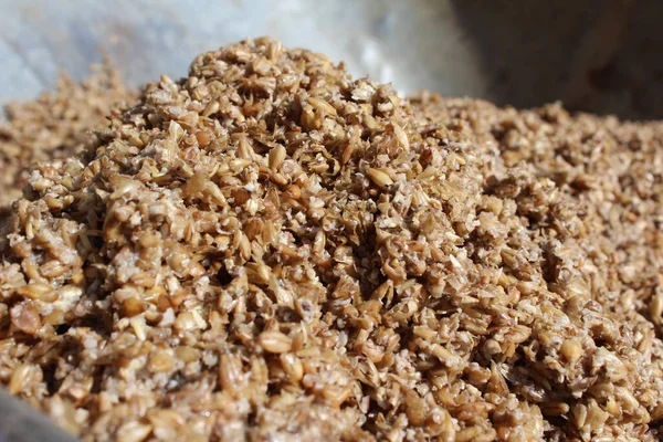 Close up image of wet spent malt grains, the leftover product produced during the beer brewing process.