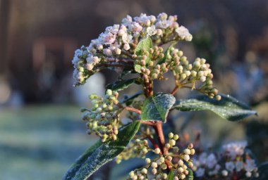 Viburnum tinus 'un narin, dondurulmuş çiçekleri sabahın erken saatlerinde güneş ışığının dokunduğu yerde. Doğal bir bahçe ortamında..
