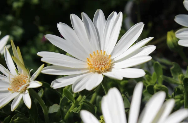 Pure white Osteospermum flowers, growing outdoors, in close up. Also known as Cape Daisy.