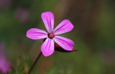 Geranium Robertianum 'un küçük, pembe bir çiçeğinin makro görüntüsü. Herb-Robert, Storksbill ya da Roberts sardunyası olarak da bilinir..