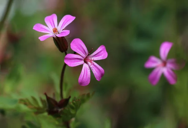 Macro Afbeelding Van Kleine Roze Wilde Bloemen Van Geranium Robertianum — Stockfoto