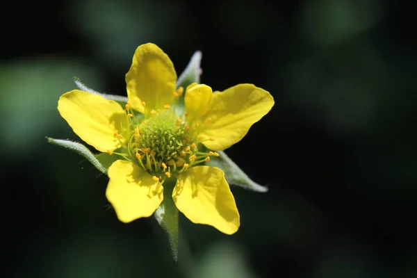 Ekstremalne Zbliżenie Maleńkiego Żółtego Dzikiego Kwiatu Geum Urbanus Znanego Również — Zdjęcie stockowe
