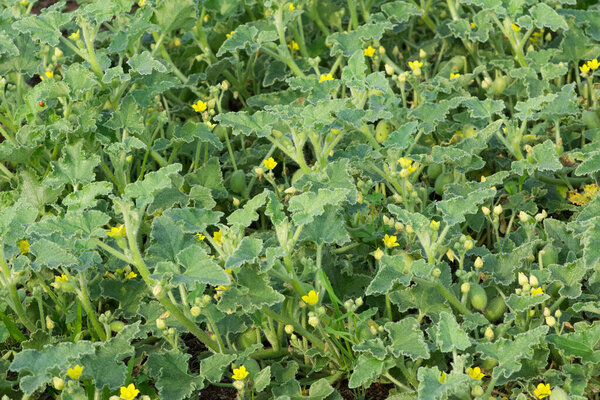 photos of wild plants and medicinal plants