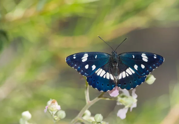 Цветы Бабочка Естественной Жизни — стоковое фото
