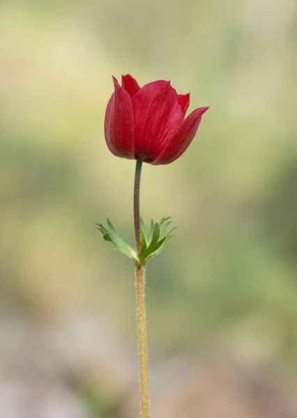 natural flowers and red anemone flowers