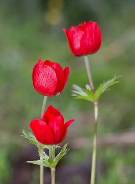 natural flowers and red anemone flowers